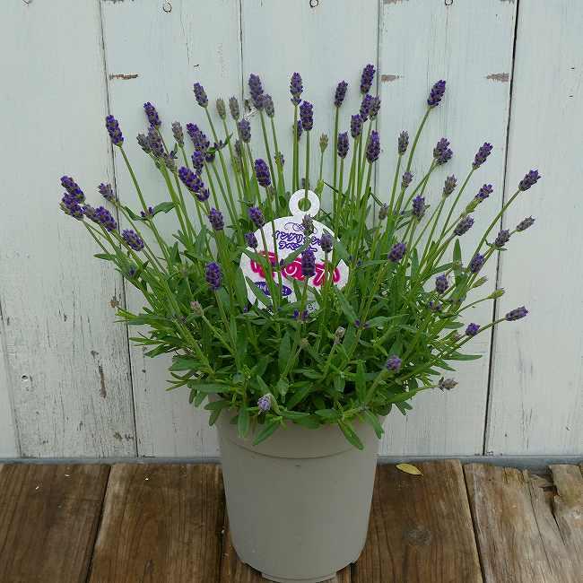 ラベンダー イングリッシュラベンダー ほのか 4号鉢 鉢植え 青花 鉢花