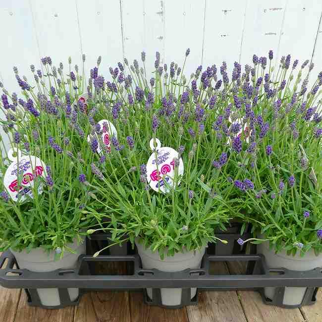 ラベンダー イングリッシュラベンダー ほのか 4号鉢 鉢植え 青花 鉢花