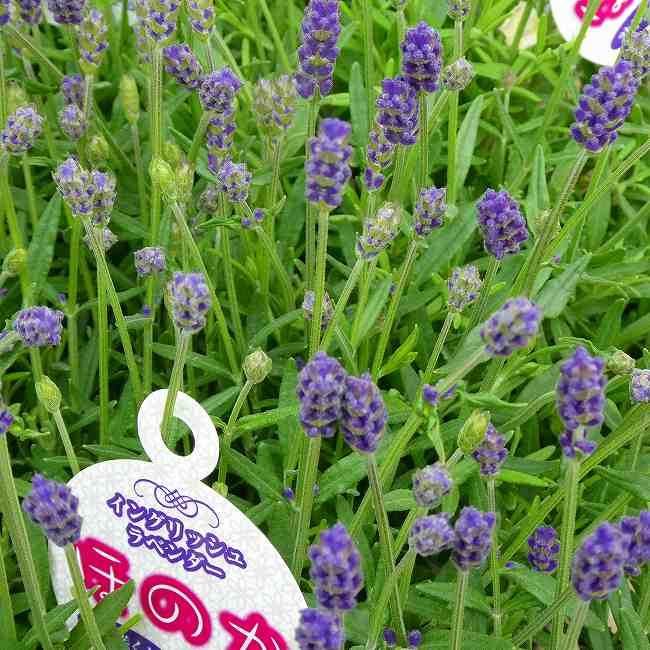 ラベンダー イングリッシュラベンダー ほのか 4号鉢 鉢植え 青花 鉢花