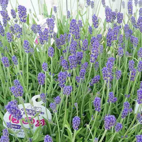 ラベンダー イングリッシュラベンダー ほのか 4号鉢 鉢植え 青花