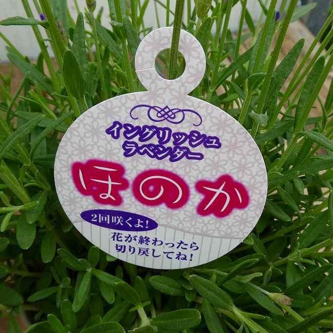 ラベンダー イングリッシュラベンダー ほのか 4号鉢 鉢植え 青花 鉢花