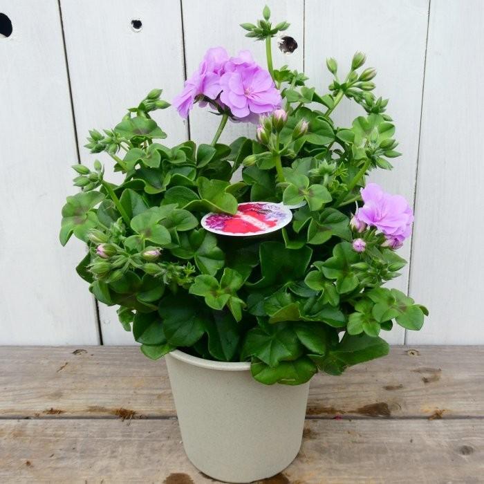 鉢花 アイビーゼラニウム 現品2 4号 秋まで咲く ピンク花 お花処 昌山園 通販 Yahoo ショッピング