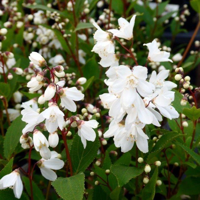 姫ウツギ 低木 白花 4号ポット 姫卯木 ヒメウツギ 卯の花 春の花木 庭植え ガーデニング 2426 お花処 昌山園 通販 Yahoo ショッピング