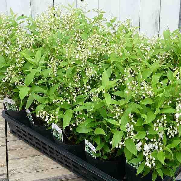 姫ウツギ 低木 白花 4号ポット 姫卯木 ヒメウツギ 卯の花 春の花木 庭植え ガーデニング 2426 お花処 昌山園 通販 Yahoo ショッピング