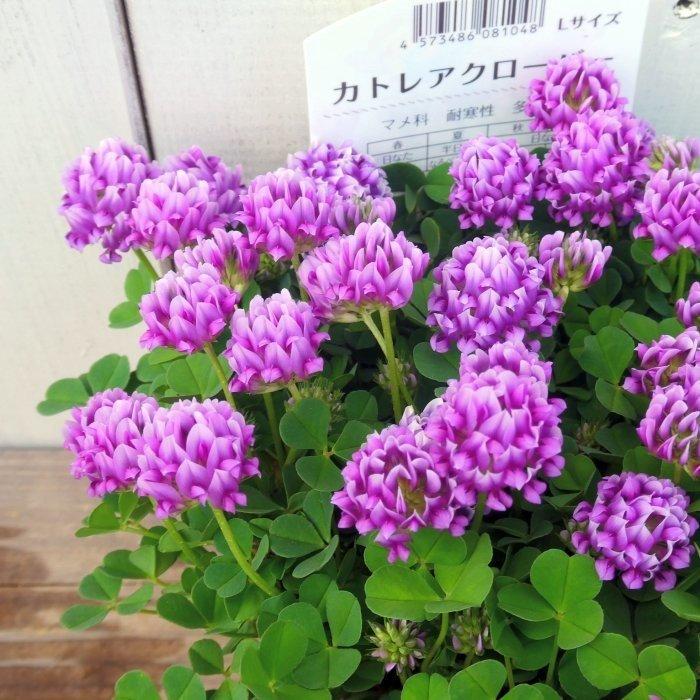 ピンククローバー　ホワイトクローバー苗 クローバー 苗 カトレアクローバー ピンク花 3号 花苗 春の花苗 260421
