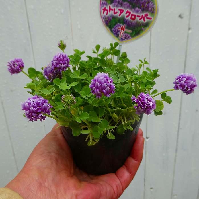 ピンククローバー　ホワイトクローバー苗 クローバー 苗 カトレアクローバー ピンク花 3号 花苗 春の花苗 260421