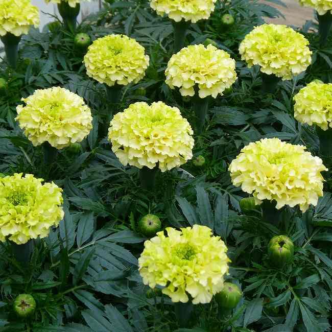 マリーゴールド 苗 アフリカン種 ホワイトゴールド 3.5号 白 花苗 花壇