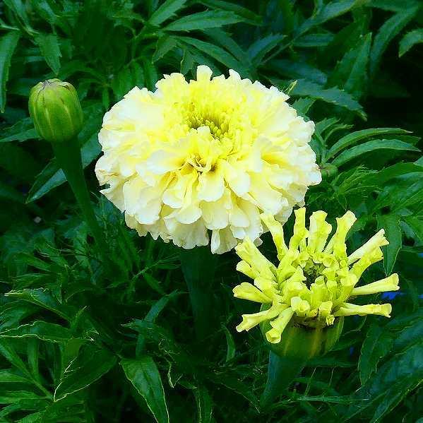 マリーゴールド アフリカン種 ホワイトゴールドミニ 3 5号 白 花苗 花壇苗 夏花壇に 2628 お花処 昌山園 通販 Yahoo ショッピング