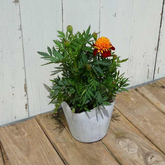 マリーゴールド　花の苗　可愛い・山野草・花壇・彩・観葉植物 マリーゴールド 苗 ソラン 3.5号 夏の花壇苗 ガーデニング 黄花 秋まで
