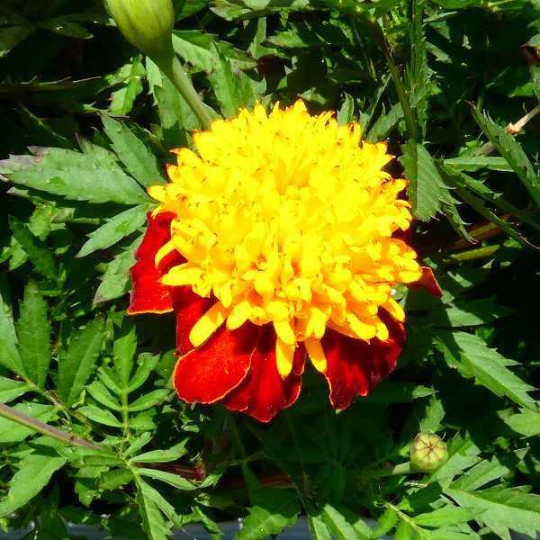 マリーゴールド 苗 ソラン 3.5号 夏の花壇苗 ガーデニング 黄花 秋まで
