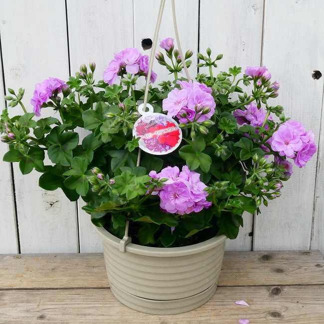 鉢花 アイビーゼラニウム ライラック 6号吊り鉢 アイビーゼラニューム 秋まで咲く ピンク花 薄紫色 0406 お花処 昌山園 通販 Yahoo ショッピング
