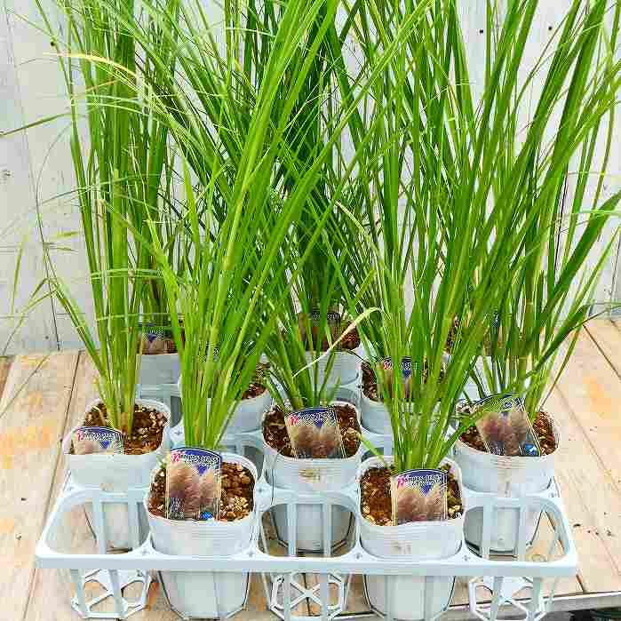 パンパスグラス 苗 1ポット ピンクフェザー ピンク花 宿根草 3.5号