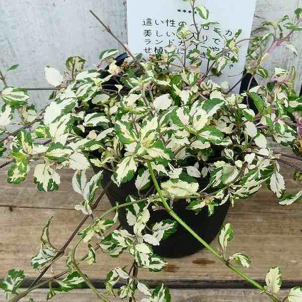 ベロニカ ミッフィーブルート 斑入り 2 5号ポット グランドカバー 青花 宿根草 2512 お花処 昌山園 通販 Yahoo ショッピング