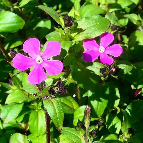 シレネ ピンクパンサー ピンク花 3 5号 ナデシコ 春に咲く花 0217 お花処 昌山園 通販 Yahoo ショッピング