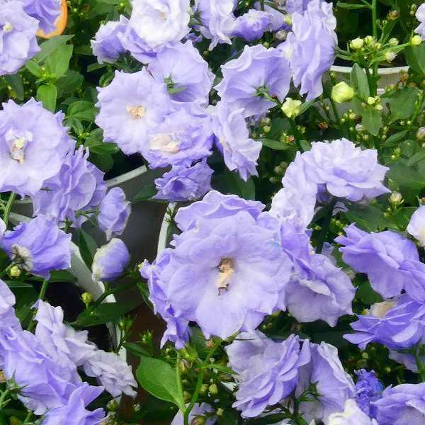 鉢花 カンパニュラ ブルーワンダー 4号鉢 八重咲き 耐寒性強 0512 お花処 昌山園 通販 Yahoo ショッピング