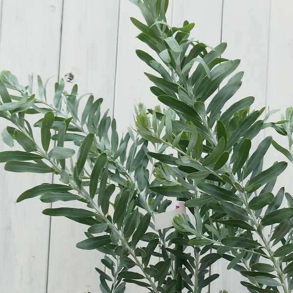 苗木 アカシア ブルーブッシュ 7号 植木 シルバーリーフ シンボルツリー 黄花 庭木 ミモザ 06 お花処 昌山園 通販 Yahoo ショッピング