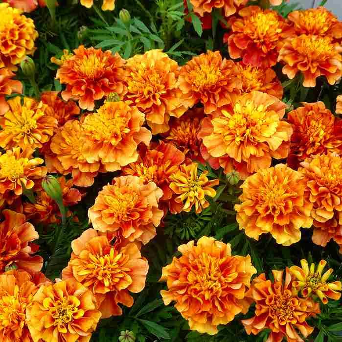 マリーゴールド 苗 ストロベリーブロンド 花苗 花色変化 夏の花壇苗 3 5号 2915 お花処 昌山園 通販 Yahoo ショッピング