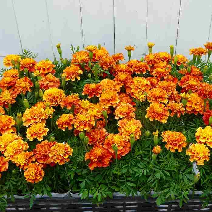 マリーゴールド 苗 ストロベリーブロンド 花苗 花色変化 夏の花壇苗