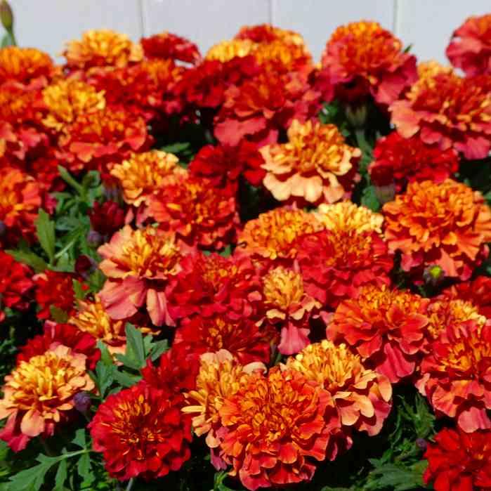 マリーゴールド 苗 ストロベリーブロンド 花苗 花色変化 夏の花壇苗