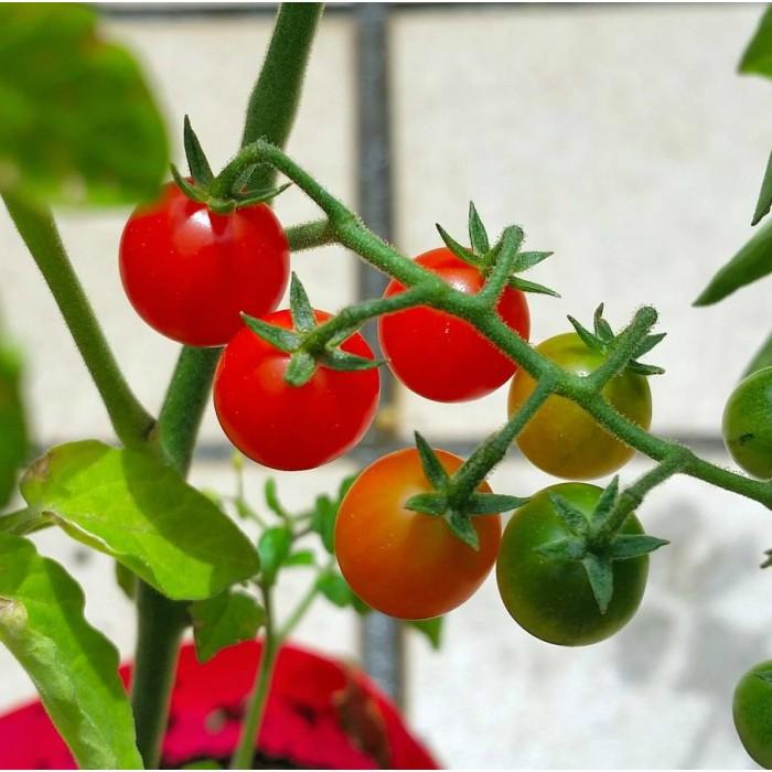 野菜苗 ミニミニトマト つぶらなトマト 苗 ミニトマト マイクロトマト 3 5号 家庭菜園 0504 お花処 昌山園 通販 Yahoo ショッピング