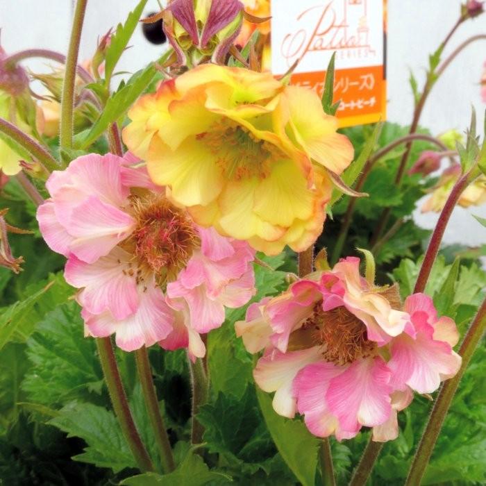 ゲウム プリティコート ピーチ 大根草 鉢花 ピンク 5号鉢 宿根草 2405 お花処 昌山園 通販 Yahoo ショッピング