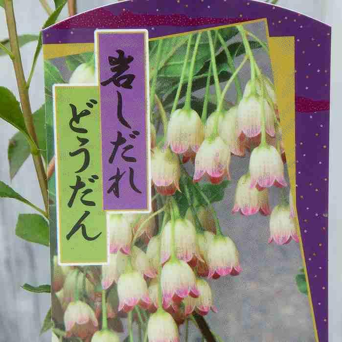 ドウダンツツジ 苗 岩しだれどうだん 3.5号 垣根 庭木 紅葉 241210