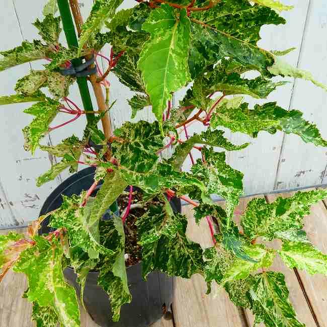 カエデ 屋久島オナガカエデ 6号 斑入り 脇坂錦 260604 : お花処 昌山園