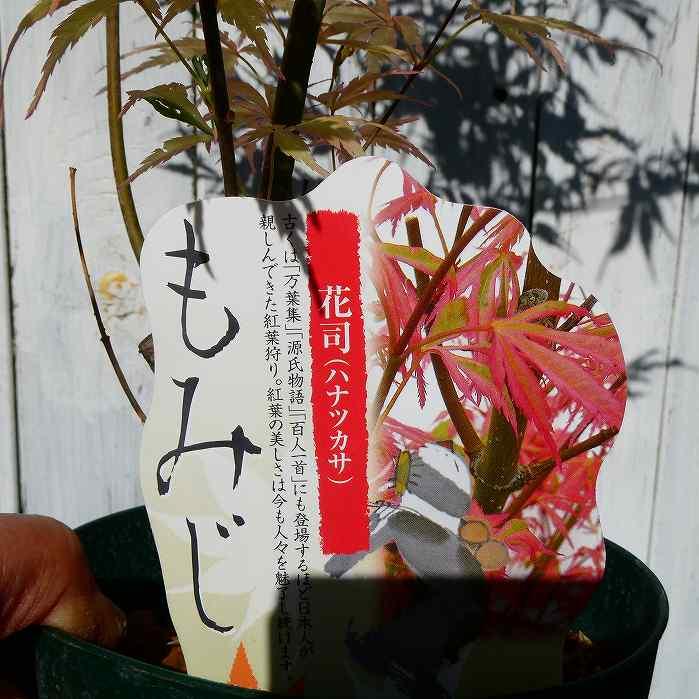 モミジ 花司 ハナツカサ 斑入り 5号鉢 もみじ 苗木 庭木 260414 : お花