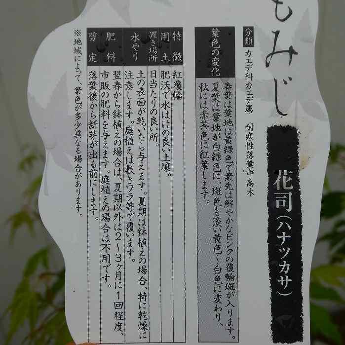 モミジ 花司 ハナツカサ 斑入り 5号鉢 もみじ 苗木 庭木 260414 : お花