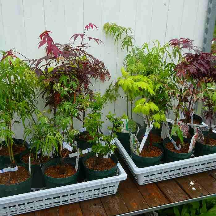 モミジ 花司 ハナツカサ 斑入り 5号鉢 もみじ 苗木 庭木 260414 : お花
