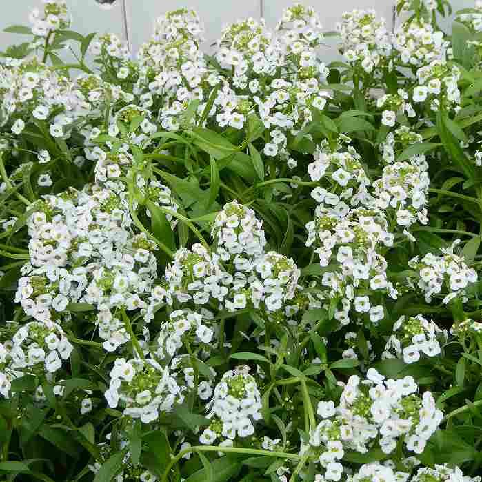 栄養系アリッサム 苗 ホワイトストリーム 3.5号 白花 大輪 冬の花苗