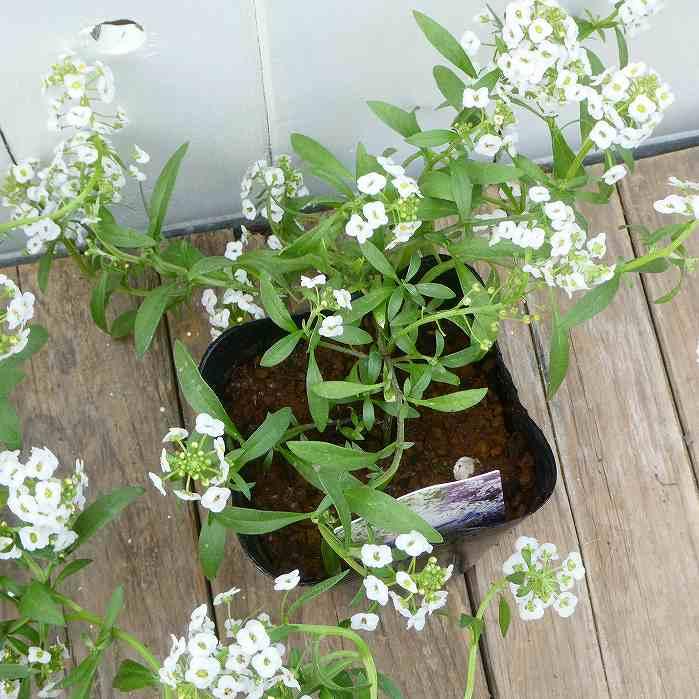 栄養系アリッサム 苗 ホワイトストリーム 3.5号 白花 大輪 冬の花苗