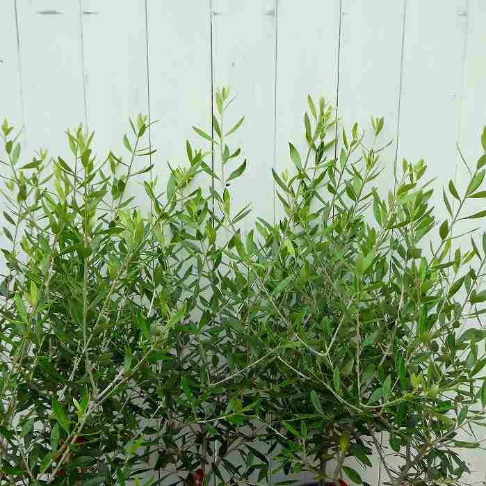オリーブ 苗木 6号鉢 樹高約50cm ひなかぜ Hinakaze 庭木 植木 常緑樹 2412 お花処 昌山園 通販 Yahoo ショッピング