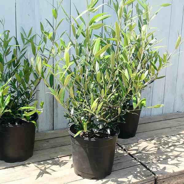 オリーブ 苗木 6号鉢 樹高約50cm ひなかぜ Hinakaze 庭木 植木 常緑樹 2412 お花処 昌山園 通販 Yahoo ショッピング