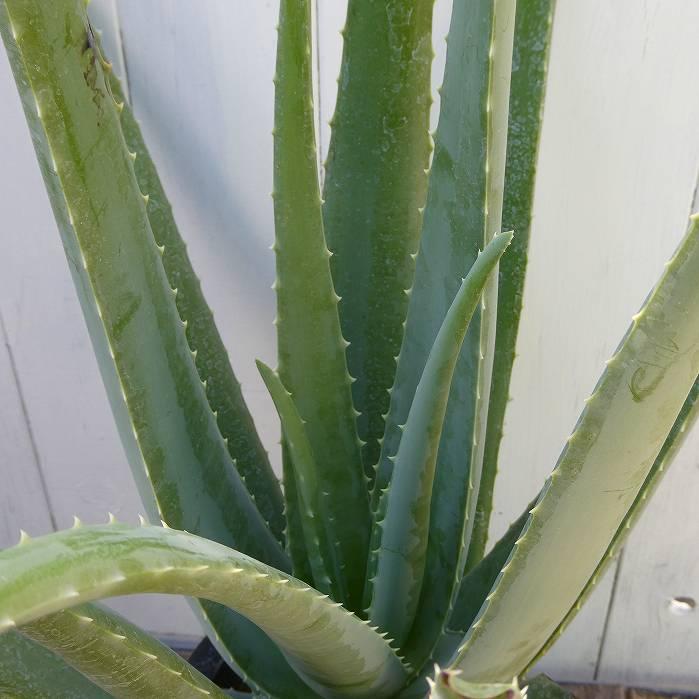 アロエ ベラ 苗 充実大株 6号鉢 1鉢 鉢植え 多肉植物 観葉植物 251011
