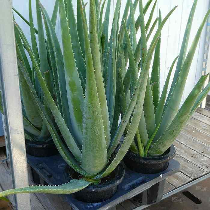 アロエ ペグレラエ 大株 6号鉢 アロエ ベラ 苗 充実大株 6号鉢 1鉢 鉢植え 多肉植物 観葉植物 251011