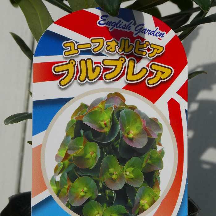 ユーフォルビア 3号 苗 プルプレア トウダイグサ 常緑 宿根草 多年草