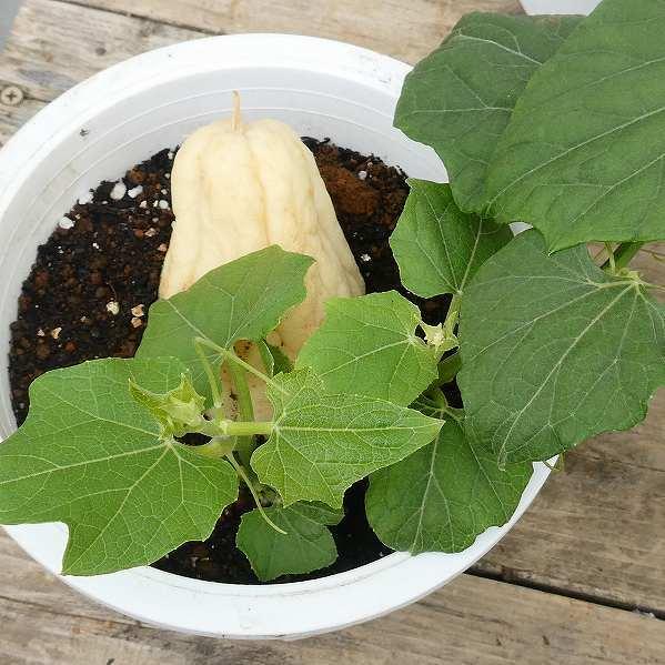 ハヤトウリ 隼人瓜 白実 5号鉢 家庭菜園 芽出し ガーデニング ツル性