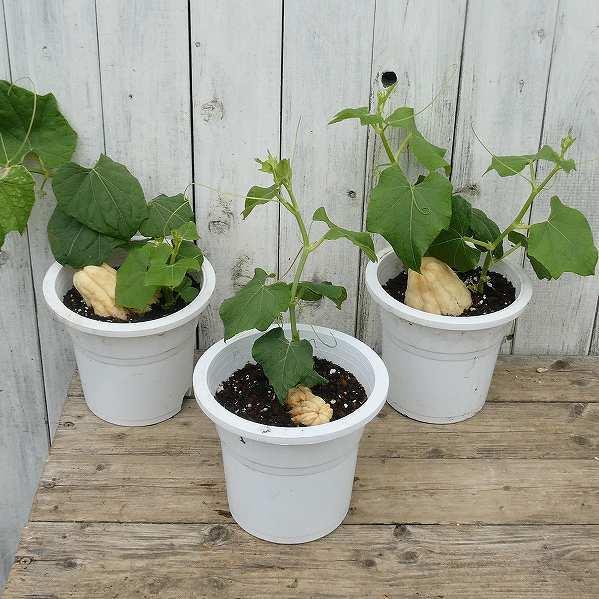 ハヤトウリ 隼人瓜 白実 5号鉢 家庭菜園 芽出し ガーデニング ツル性