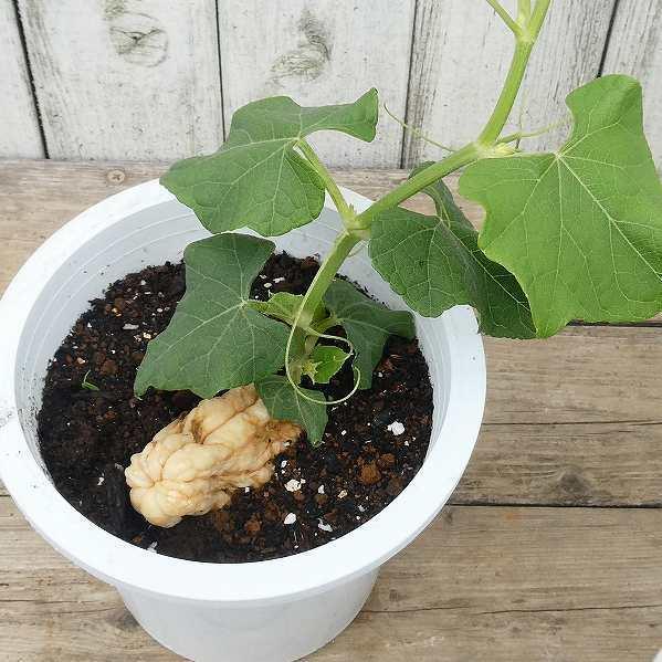 ハヤトウリ 隼人瓜 白実 5号鉢 家庭菜園 芽出し ガーデニング ツル性