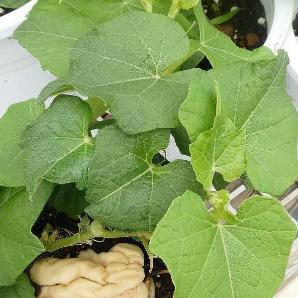 ハヤトウリ 苗 隼人瓜 白実 5号鉢 家庭菜園 芽出し ガーデニング ツル