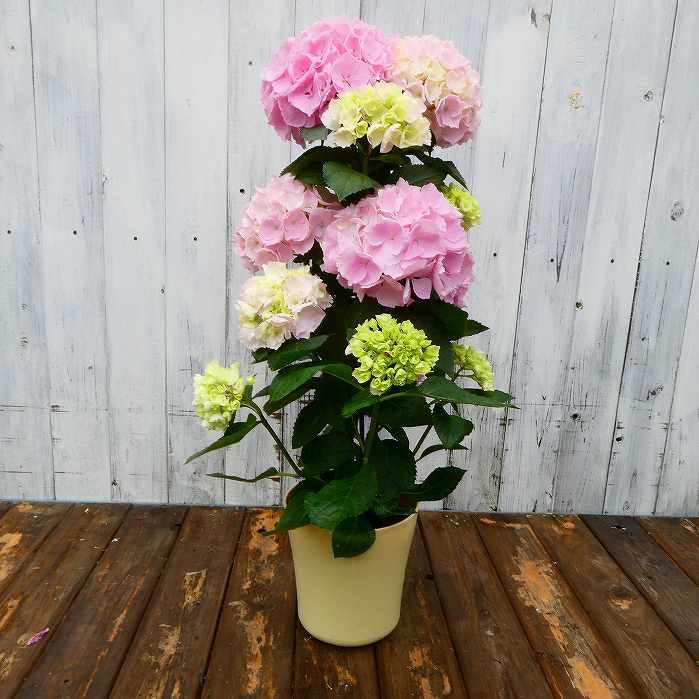 アジサイ ピンクセンセーション タワー仕立て 全高55cm 5号鉢 アジサイ ピンクセンセーション タワー仕立て 全高55cm 5号鉢