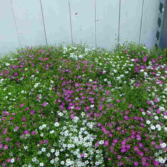 カスミソウ 苗 2色寄せ植え ピンクと白花 3.5号 かすみ草 カスミ草