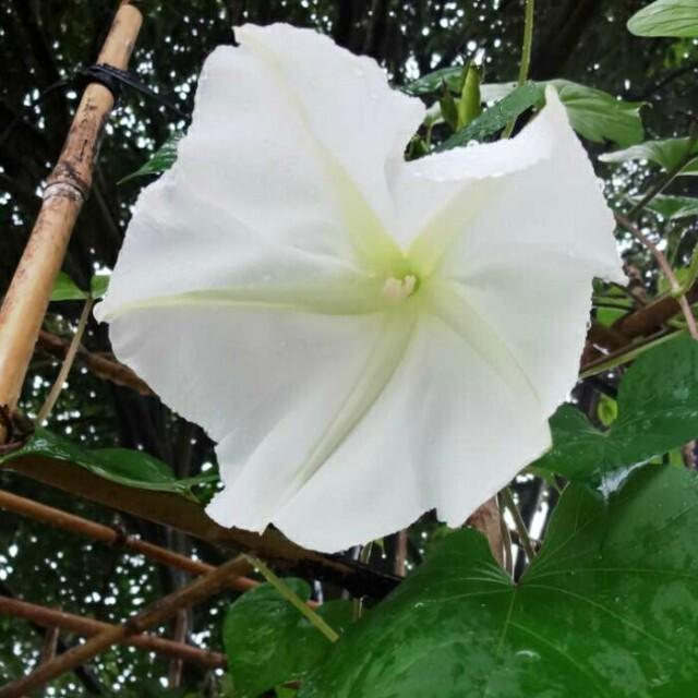 夕顔 苗 白花 ツル性 ユウガオ 3.5号ポット ガーデニング 250422 夕顔 苗 白花 ツル性 ユウガオ 3.5号ポット ガーデニング 250422