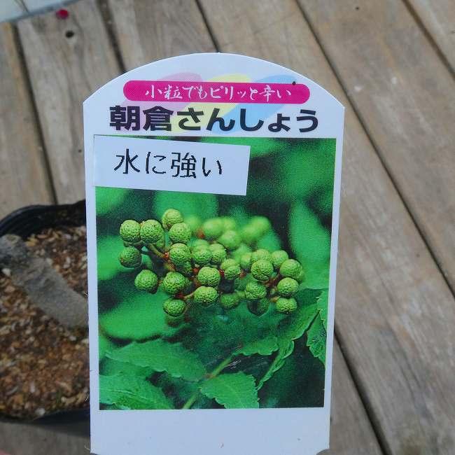 山椒 苗 朝倉山椒 4号 苗木 実なり トゲ無し ハーブ サンショウ 260512