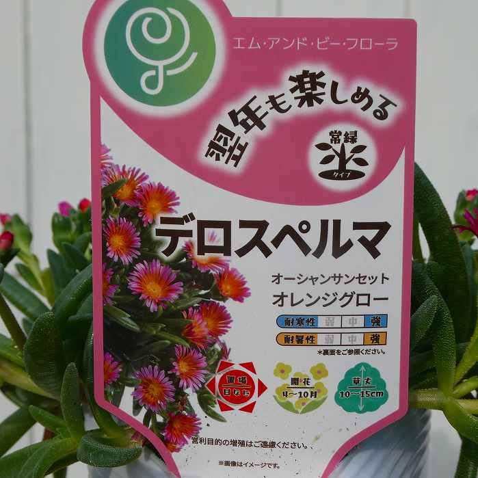 デロスペルマ 苗 オレンジグロー オーシャンサンセット 2色咲き 3.5号