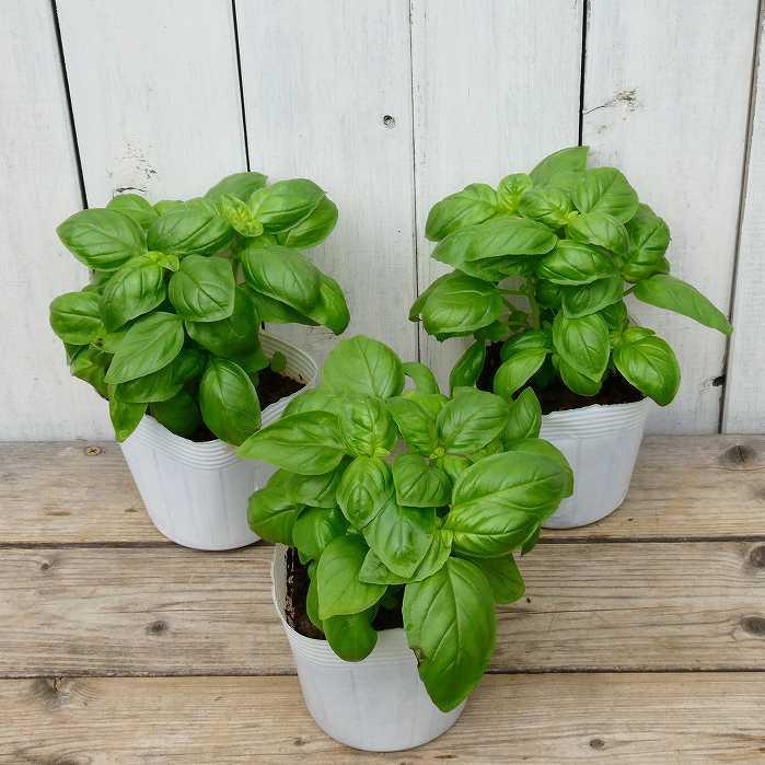 超特価sale開催 バジル 苗 ハーブ苗 スイートバジル バジリコ お料理に活躍 ハーブ 夏野菜 家庭菜園 2609 Globescoffers Com
