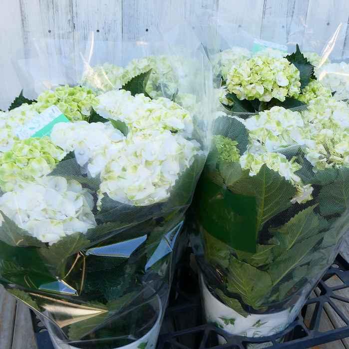 アジサイ エバーグリーン 5号鉢 緑花 苗 あじさい 緑 240514 : お花処