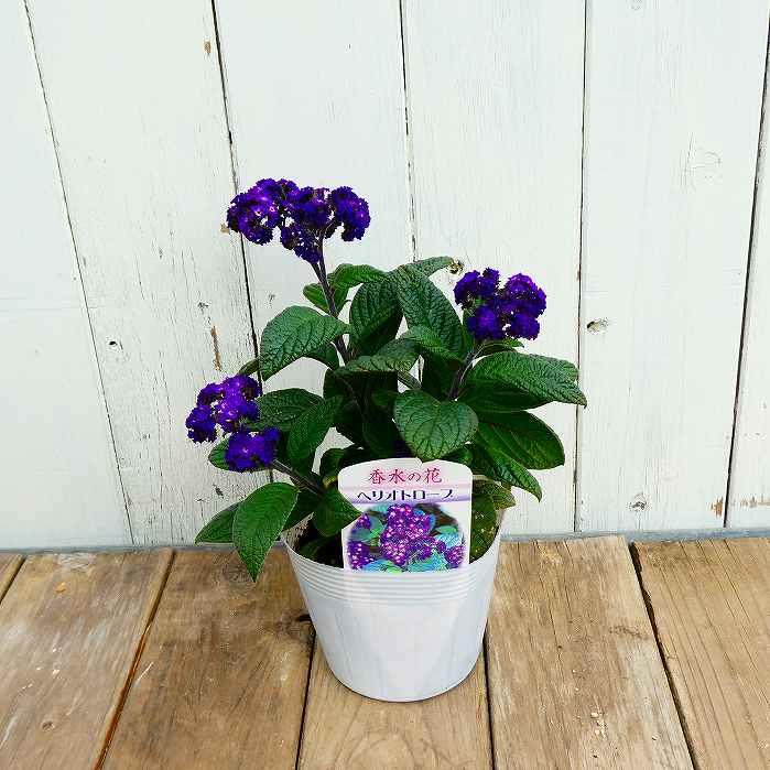 【中古】 ヘリオトロープの花たち ヘリオトロープ 苗 3.5号 ビッグヘリオトロープ 花苗 紫花 ハーブ