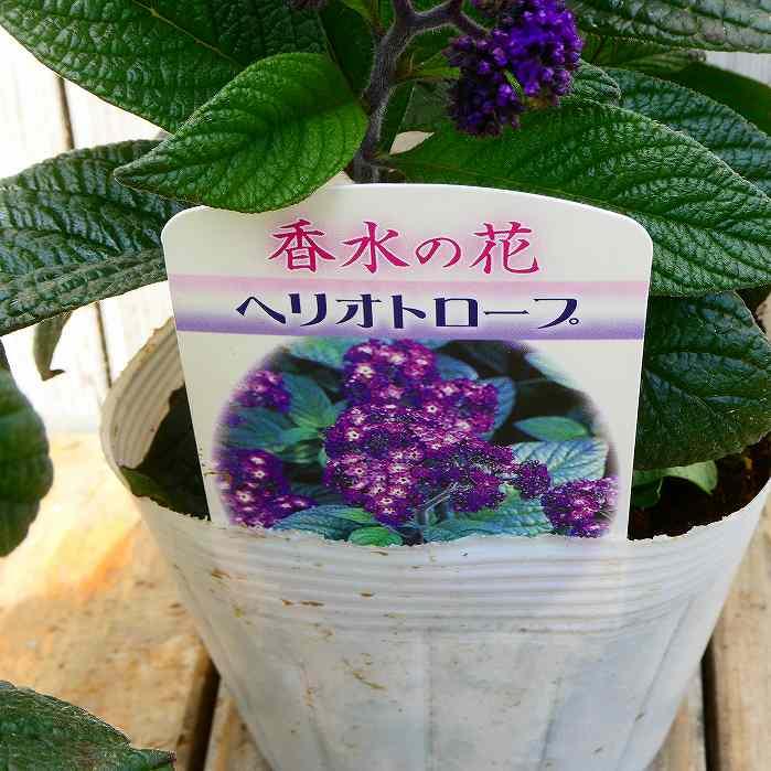 【中古】 ヘリオトロープの花たち ヘリオトロープ 苗 3.5号 ビッグヘリオトロープ 花苗 紫花 ハーブ